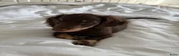 Miniature Dachshund dogs for sale: Miniature long haired chocolate n cream dachshund  - Advert 4
