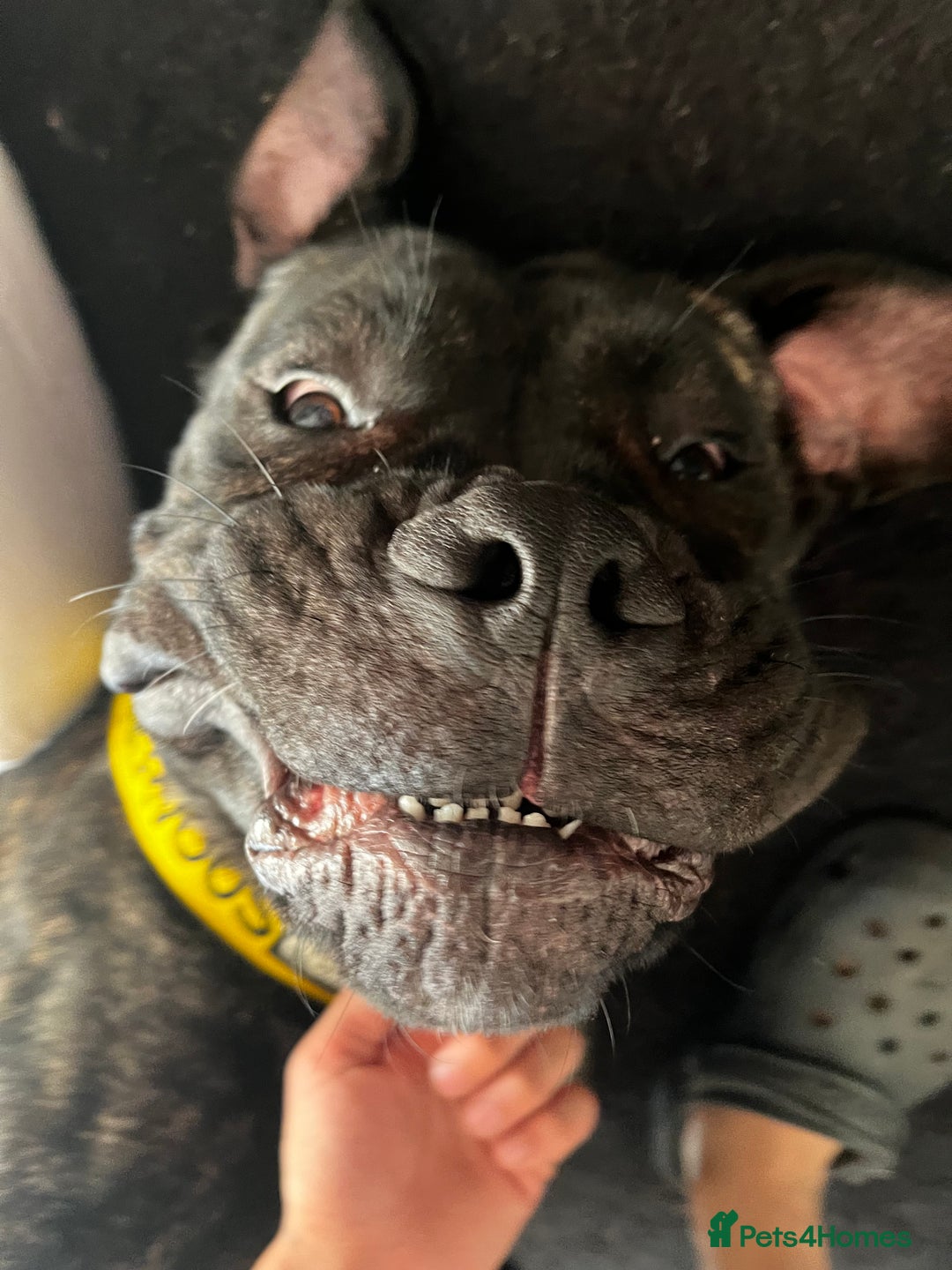 Mixed Breed dogs for sale: 21month old cane corso  - Advert 4