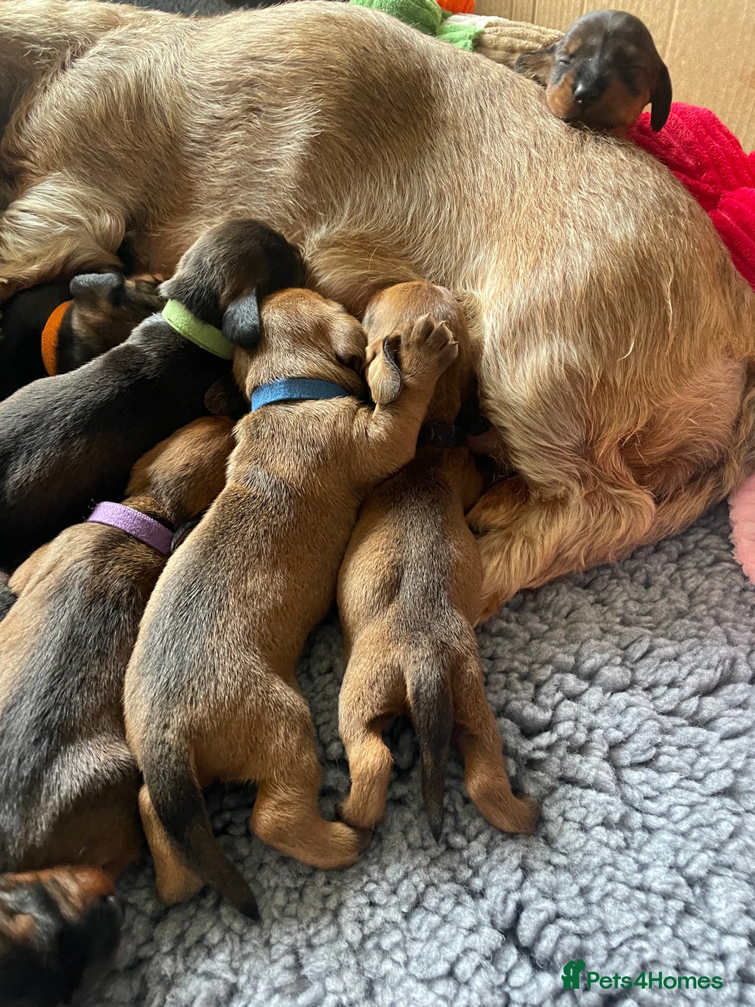 Dachshund dogs for sale: Excellence in every paw print Exceptional litter.  - Image 6