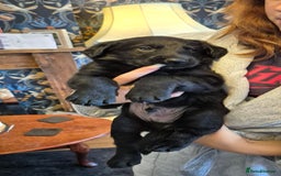 Mixed Breed dogs for sale: Beautiful sheprador puppies  - Advert 13