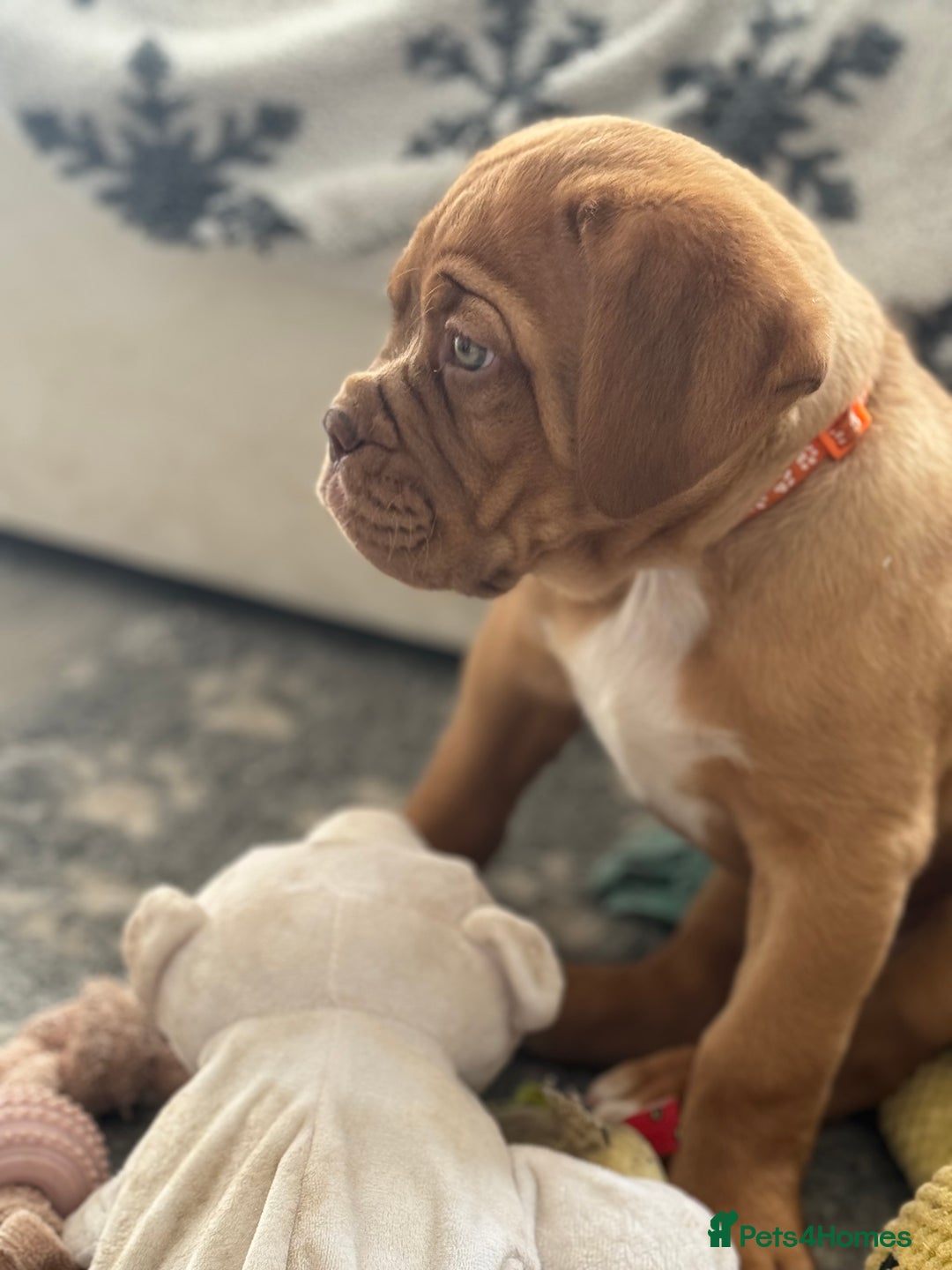 Dogue De Bordeaux dogs for sale: Top Quality DoguedeBordeaux -Last Boy Remaining!  in Hornchurch - Image 3
