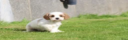 Cavachon dogs for sale: Beautiful Cavachon puppies for sale - Advert 4