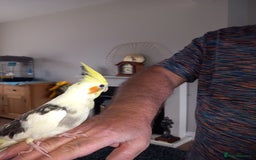 Cockatiels birds for sale: Hand reared cockatiels  - Image 2