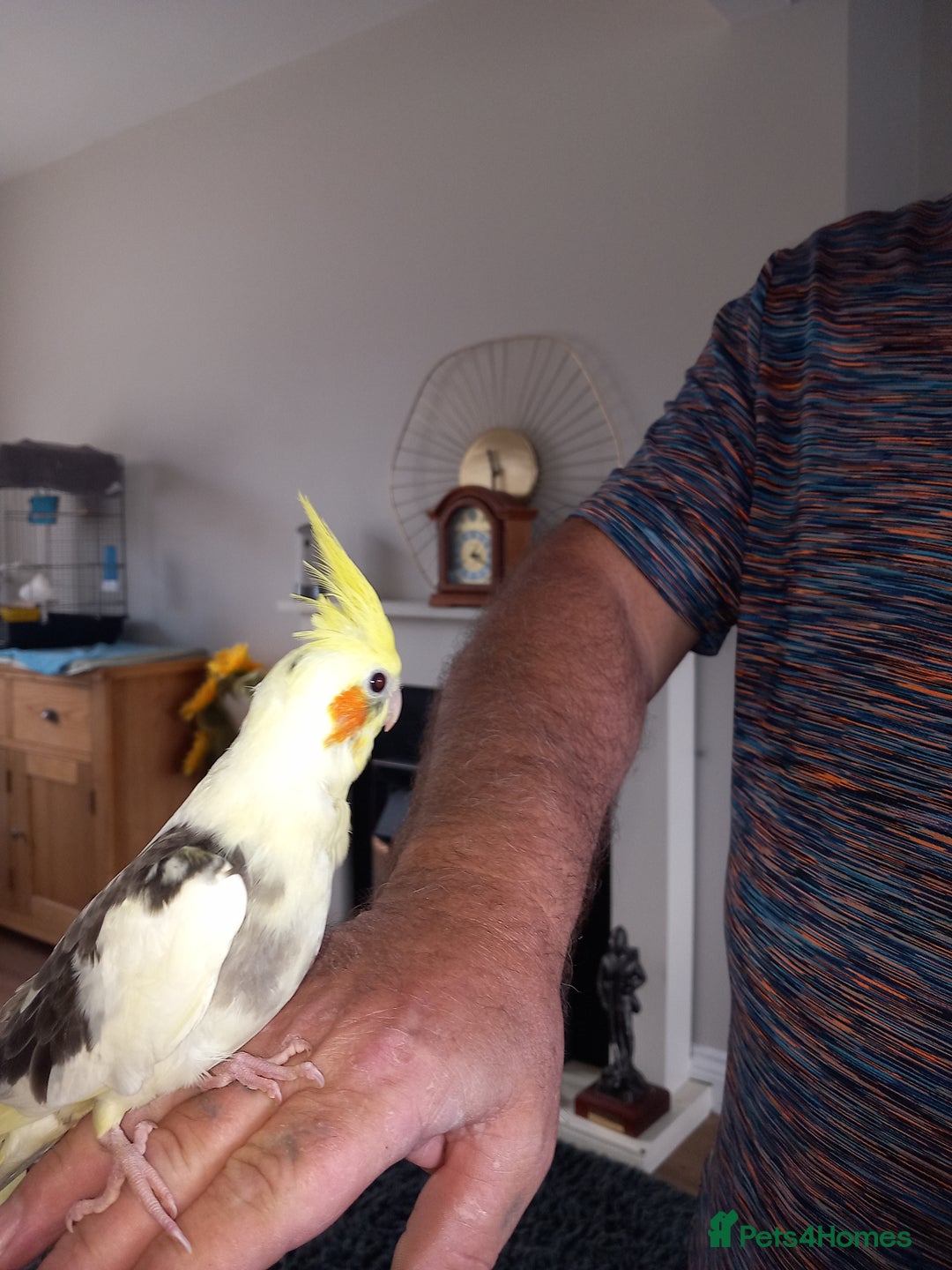 Cockatiels birds for sale: Hand reared cockatiels  - Image 2