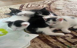 Domestic Shorthair cats for sale: Luna, Snow, Minx & Oreo - 10 Weeks old - Image 12