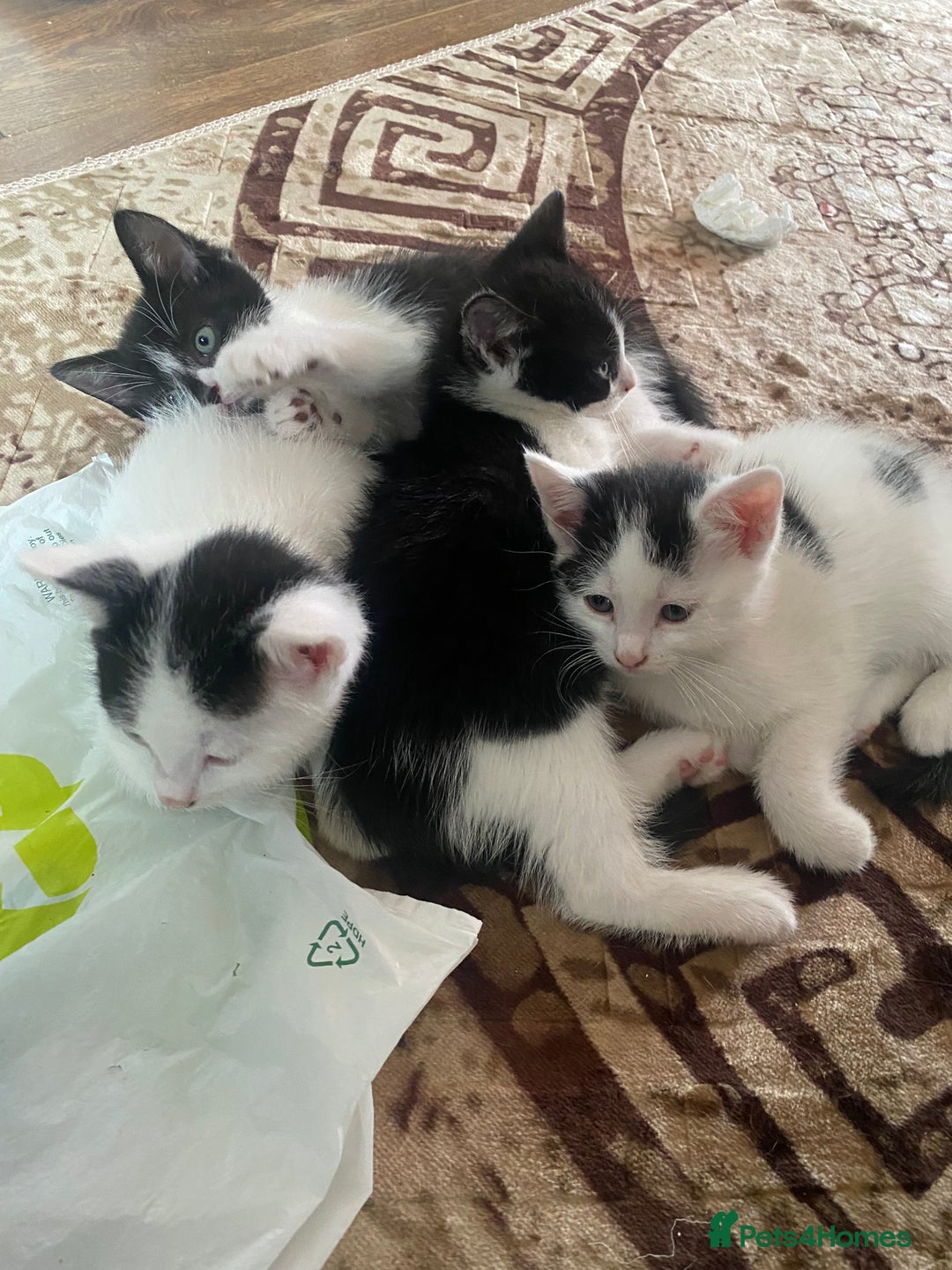 Domestic Shorthair cats for sale: Luna, Snow, Minx & Oreo - 10 Weeks old - Image 12