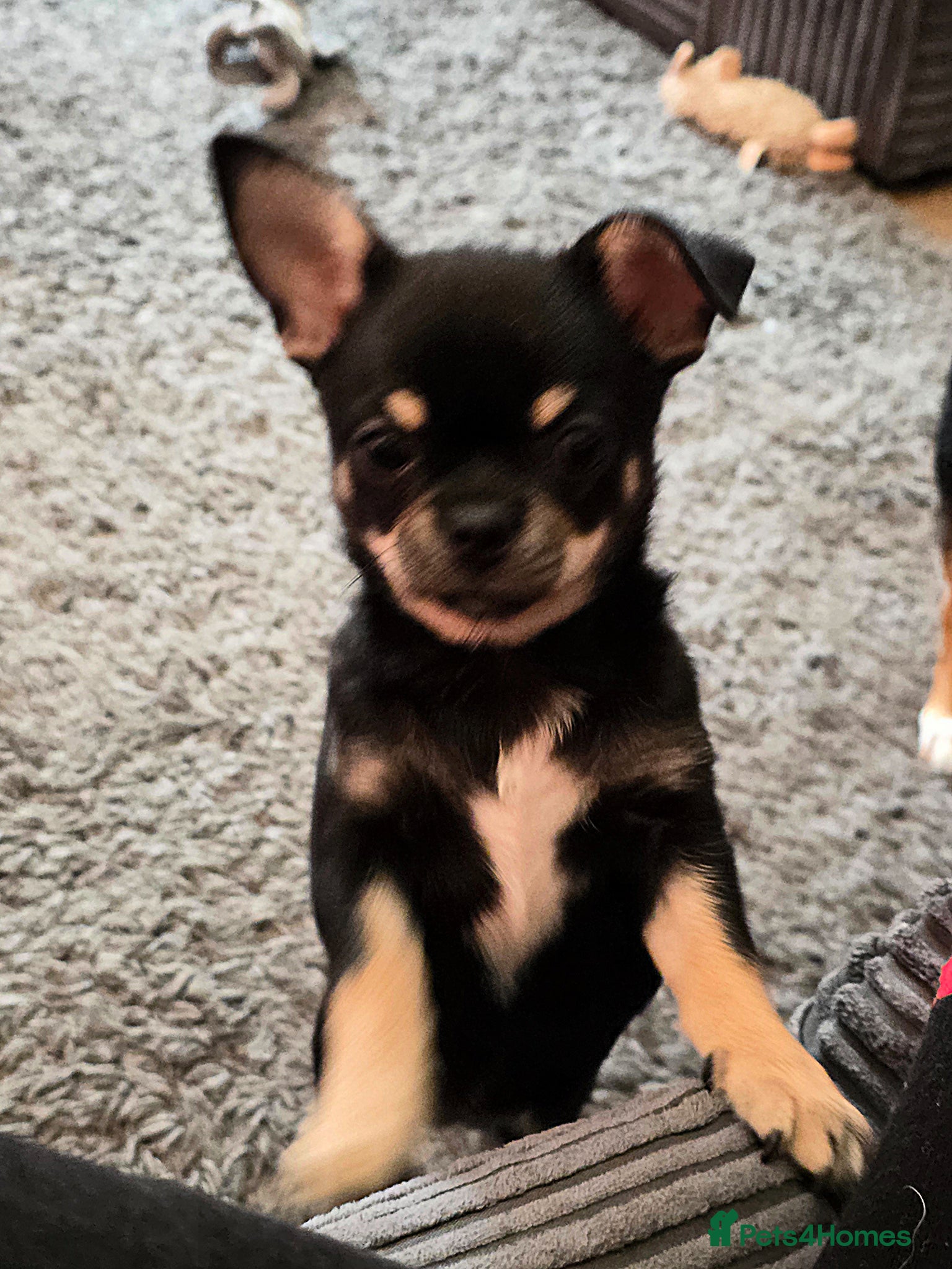Chihuahua dogs for sale: Chihuahua for immediate home in Canterbury - Advert 1