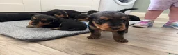 Airedale Terrier dogs for sale: Beautiful Airedale terrier puppies  - Advert 7