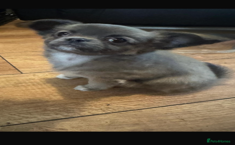 Chihuahua dogs - Advert 1