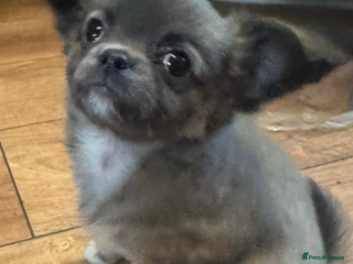 Chihuahua dogs - Advert 2