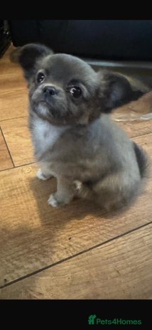 Chihuahua dogs - Advert 1