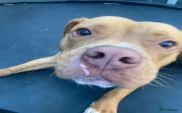 American Bully dogs for sale: American Bully Male - Image 4
