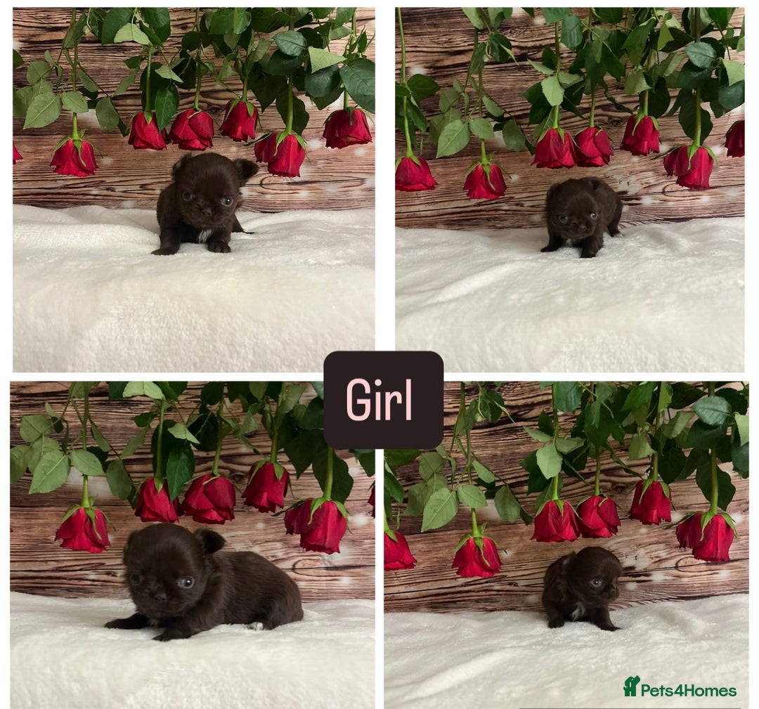 Chihuahua dogs for sale: Tiny kc reg babies!  - Advert 3