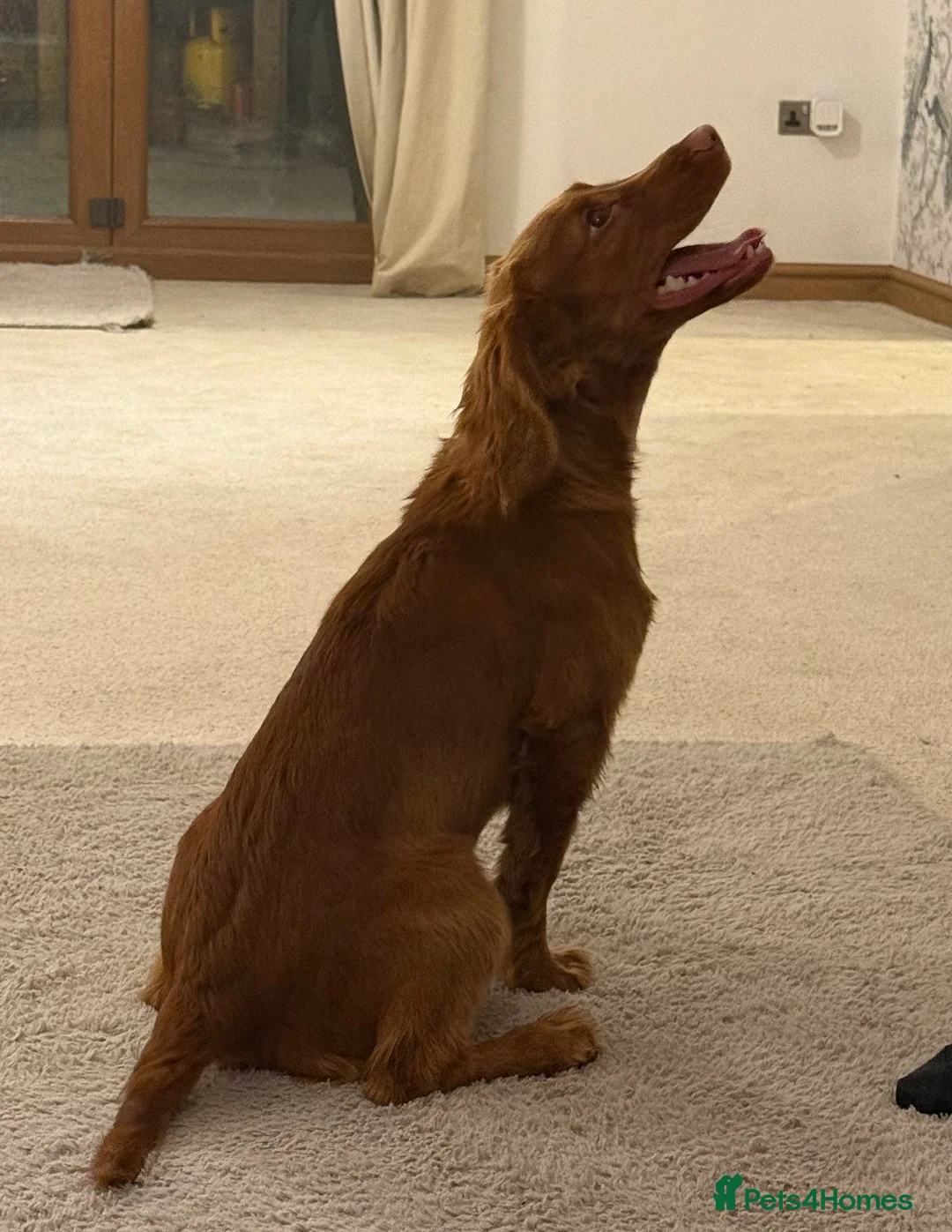 Cocker Spaniel dogs for sale: Max Handsome Golden Cocker  - Advert 3