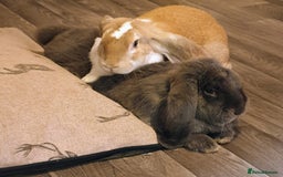 English Lop rabbits for sale: Giant engilsh lop  - Advert 6