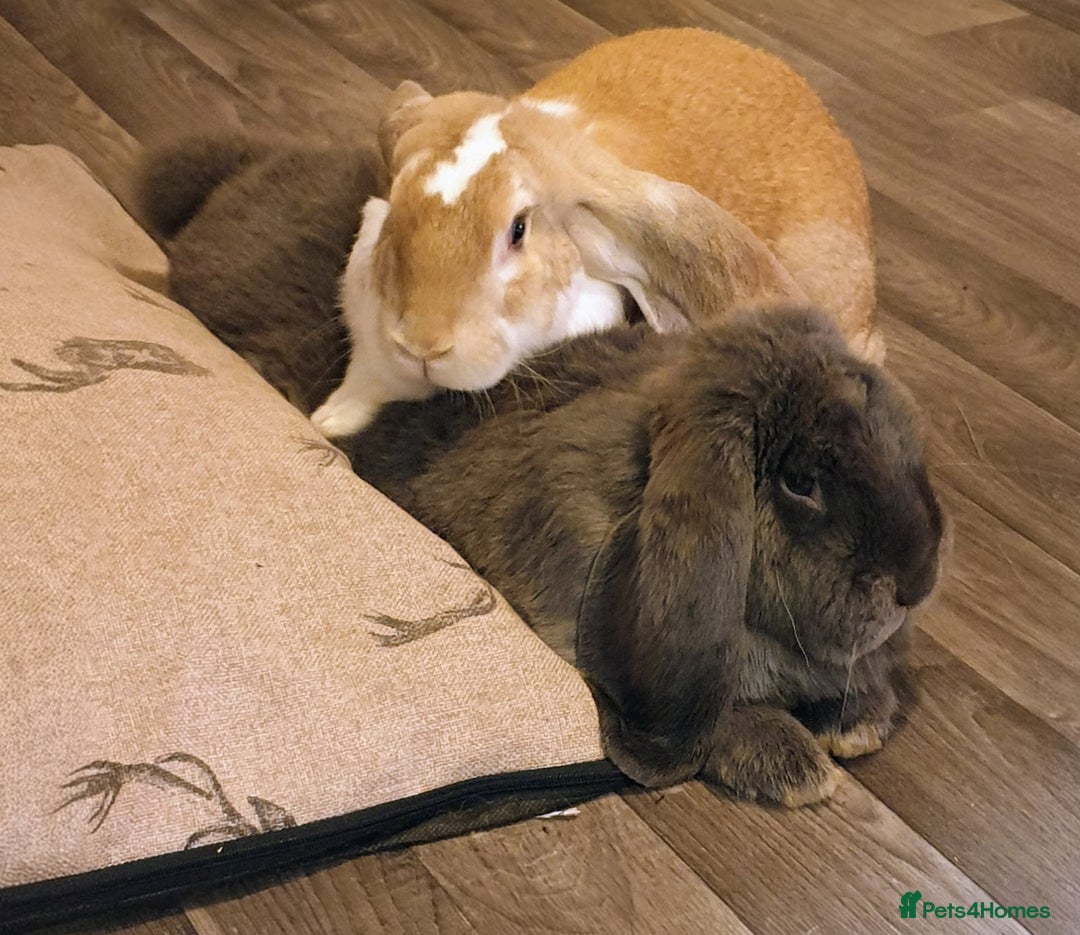 English Lop rabbits for sale: Giant engilsh lop  - Advert 6