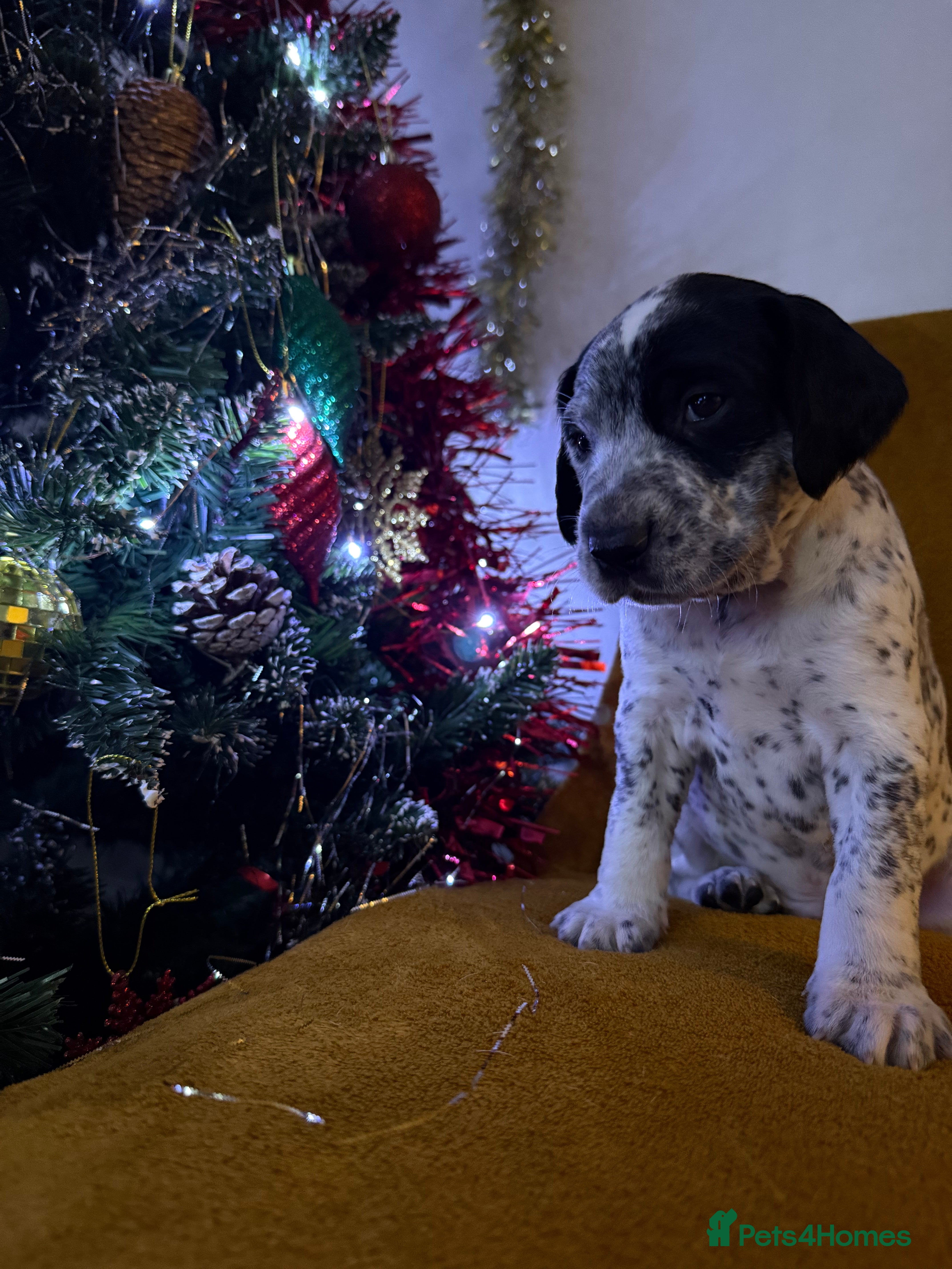 Mixed Breed dogs Dalmatian X Cocker spaniel - Advert 3