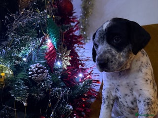 Mixed Breed dogs Dalmatian X Cocker spaniel - Advert 5