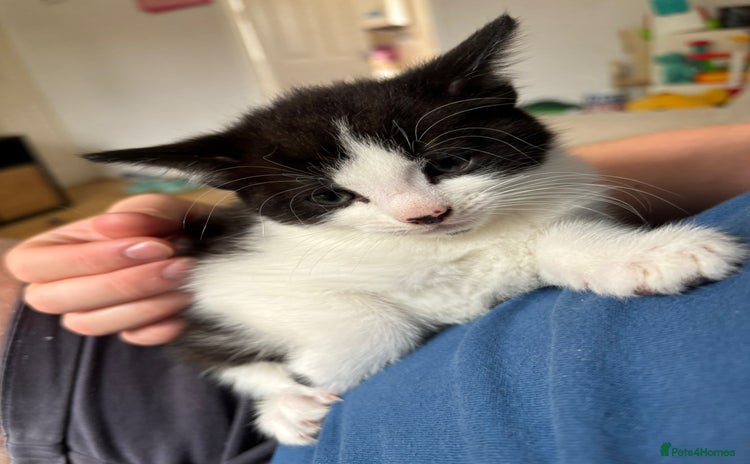 Mixed Breed cats - Advert 13