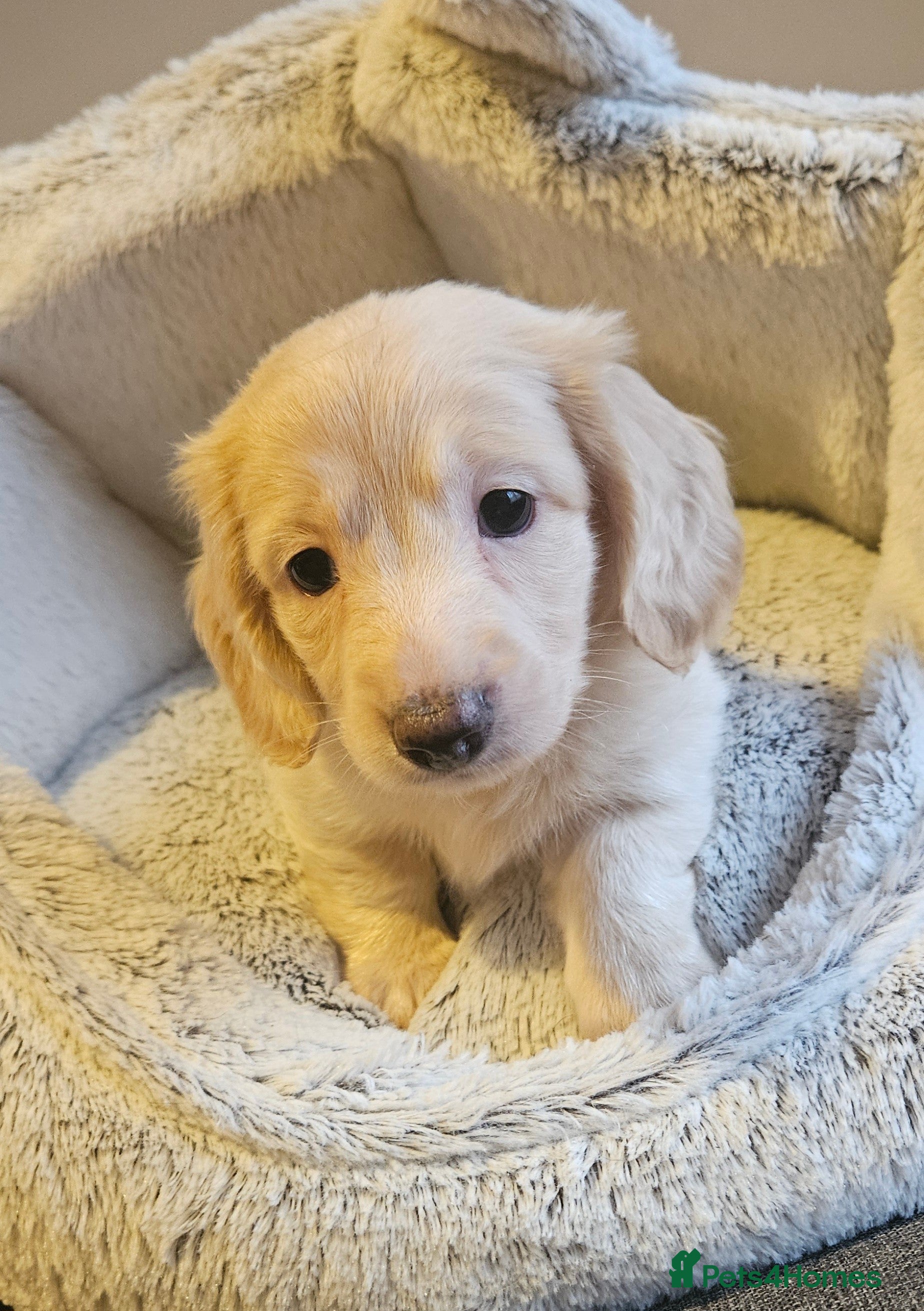 Miniature Dachshund dogs adorable long hair miniature dachshund boys - Advert 8