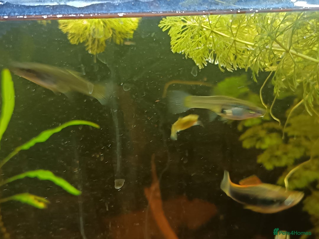 Plecos fish for sale: Yellow plecos, guppies and platys for Sale - Advert 4