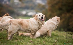 Golden Retriever dogs for sale: Stunning golden retriever puppies   - Image 12