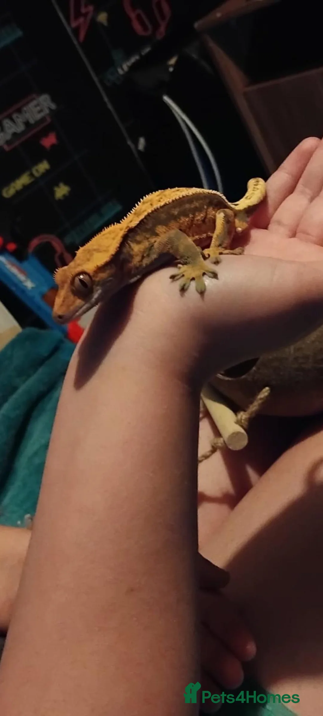 Gecko reptiles for sale: Crested gecko in Castleford - Advert 2