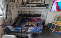 Guinea Pig rodents for sale: 2 male rex guinea pigs, with cage and all. - Advert 3