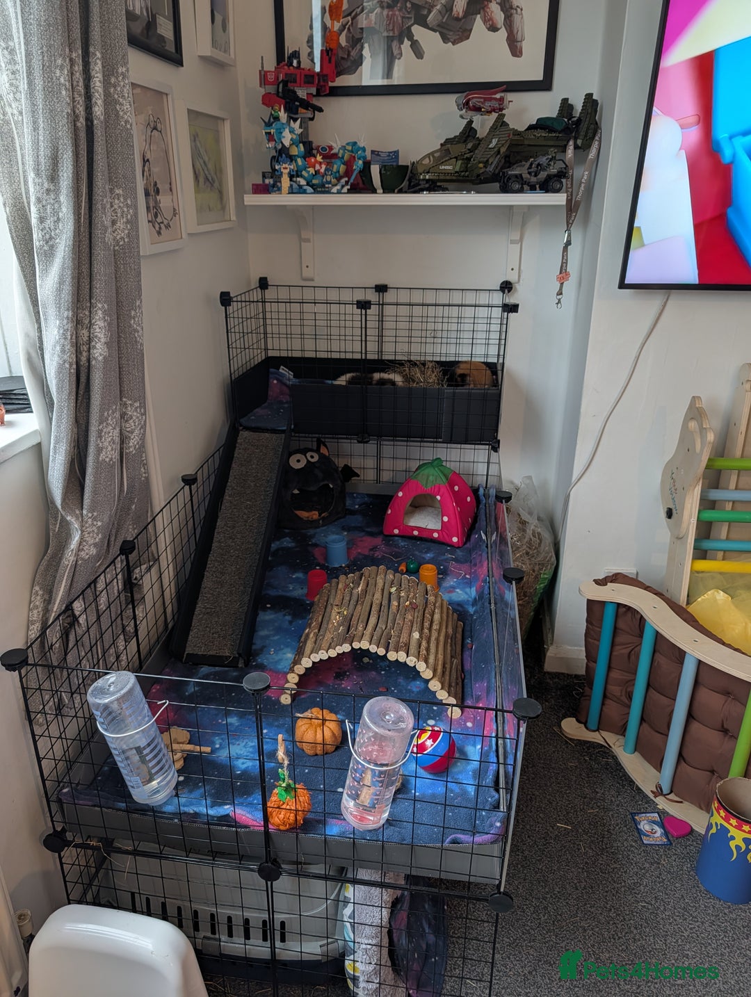 Guinea Pig rodents for sale: 2 male rex guinea pigs, with cage and all. - Advert 3