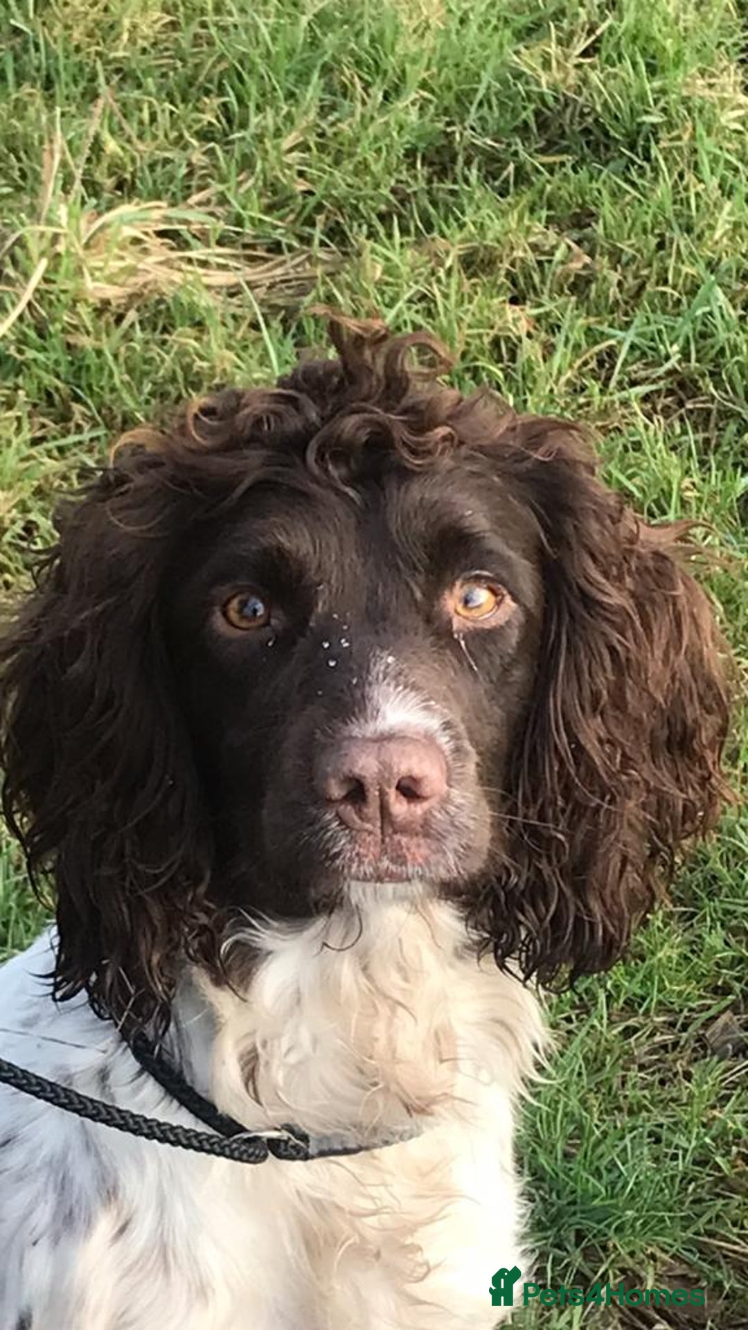 English Springer Spaniel dogs for sale: Health Tested Well Bred Pups - Image 5