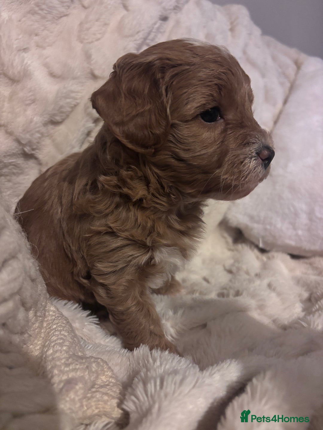 Cavachon dogs for sale: Toy Cavapoochons  - Advert 12