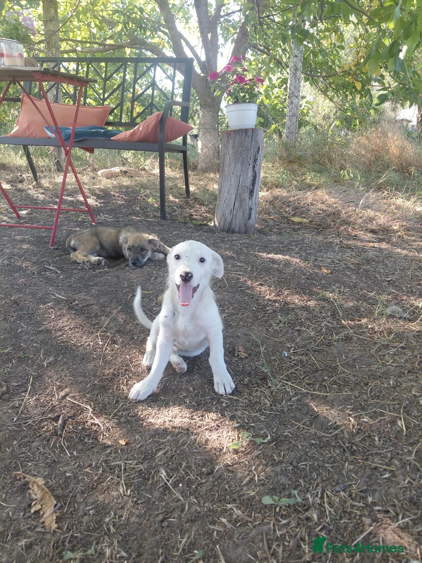 Mixed Breed dogs ARNY - a Sweet Little Boy for a Loving Home - Advert 1