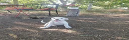 Mixed Breed dogs for adoption: ARNY - a Sweet Little Boy for a Loving Home - Advert 1