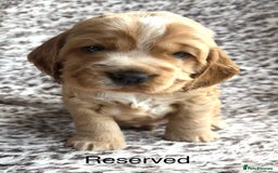 Cocker Spaniel dogs for sale: 🐾 Adorable Cocker Spaniel Puppies  - Image 2