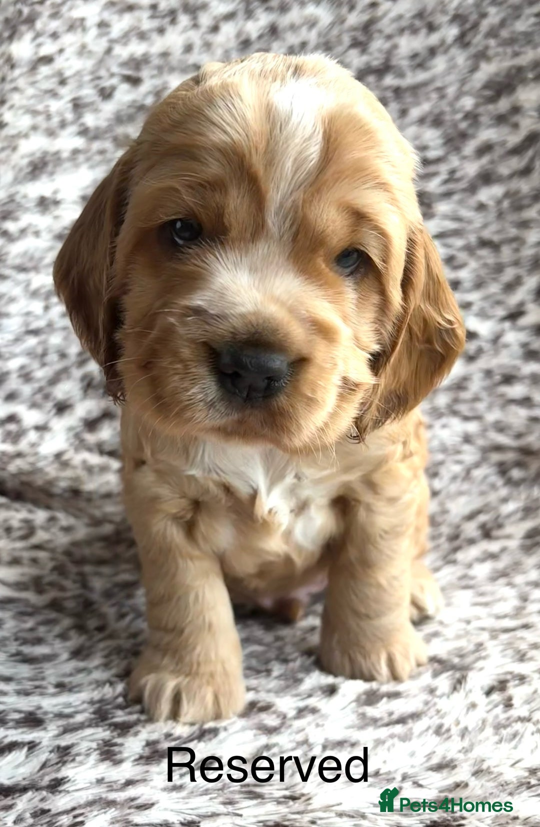 Cocker Spaniel dogs for sale: 🐾 Adorable Cocker Spaniel Puppies  - Image 2