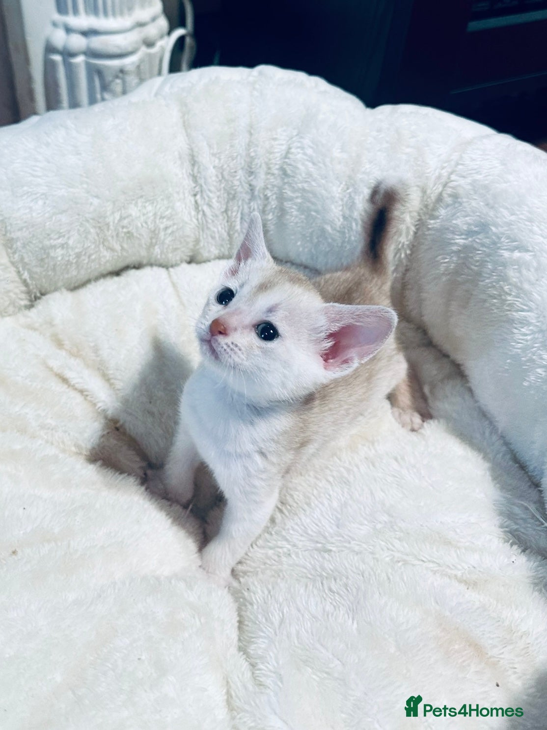 Abyssinian cats ❤️🏆 Outstanding Abyssinian Kittens Available 🏆❤️ - Advert 1