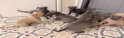 Whippet dogs for sale: Whippet puppy’s - Advert 19