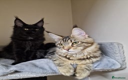Maine Coon cats for sale: 🍁🍂Good females🏡🎯📣 - Image 16