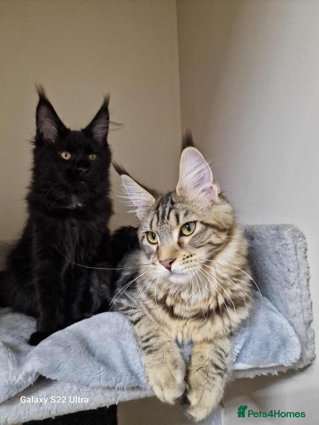 Maine Coon cats for sale: 🍁🍂Good females🏡🎯📣 - Image 16