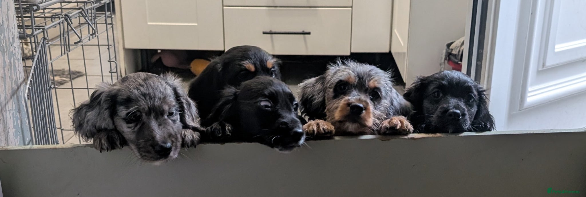 Mixed Breed dogs Dachshund X shihpoo/cockapoo Pups  - Advert 15