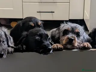 Mixed Breed dogs Dachshund X shihpoo/cockapoo Pups - Advert 15