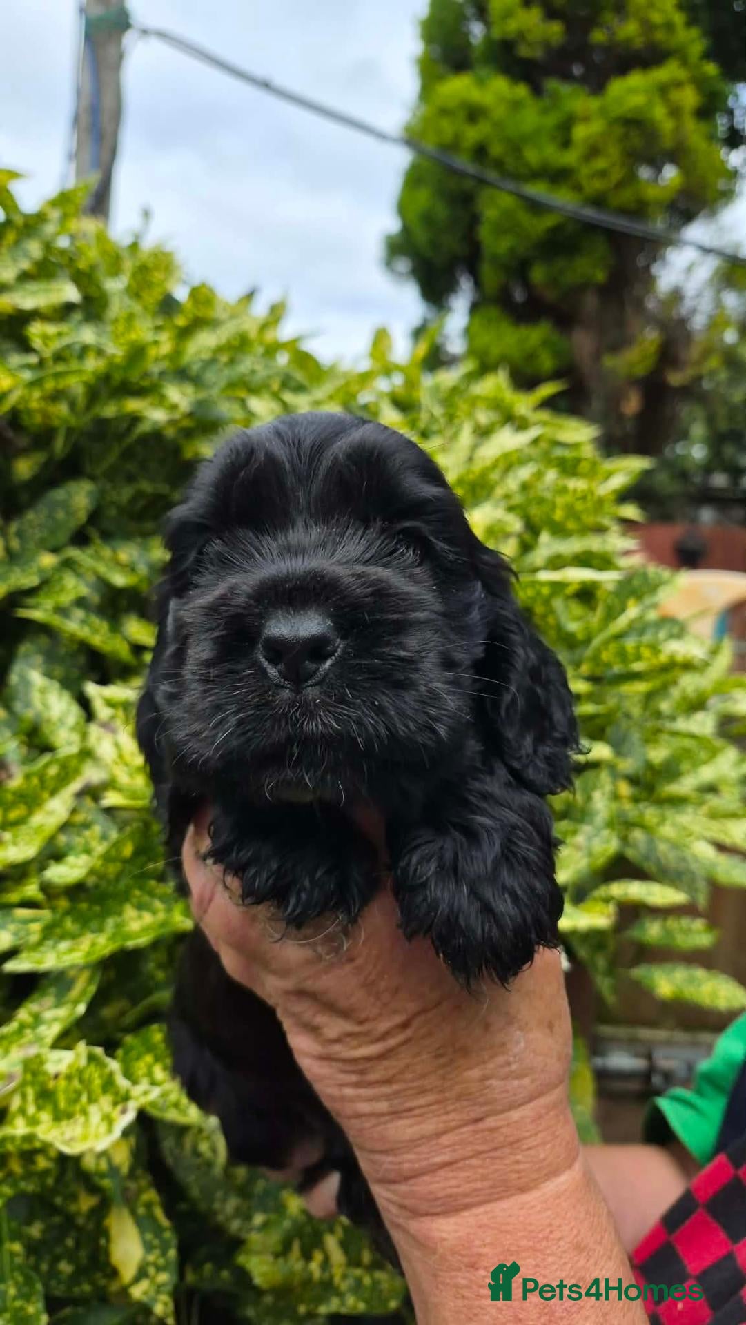 Cocker Spaniel dogs 3 PURE SHOW BLACK COCKER SPANIEL PUPPIES.  - Advert 1