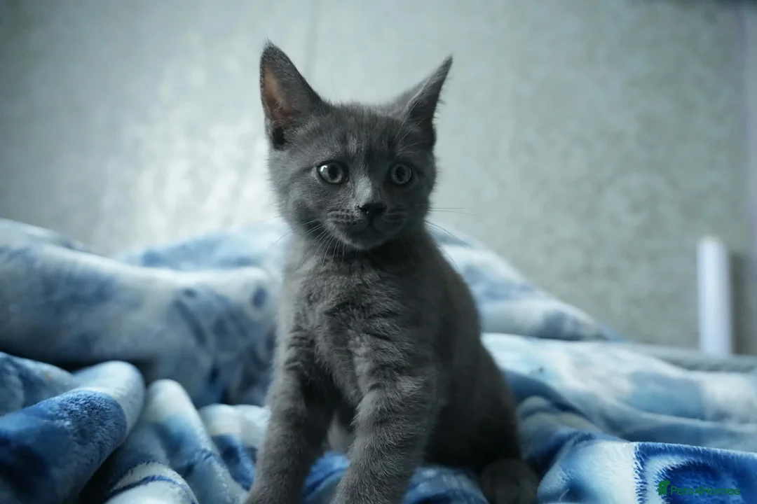 British Shorthair cats for sale: British shorthair  in Redditch - Advert 2