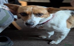 Mixed Breed dogs for sale: Pretty Pixie 😍 - Image 8