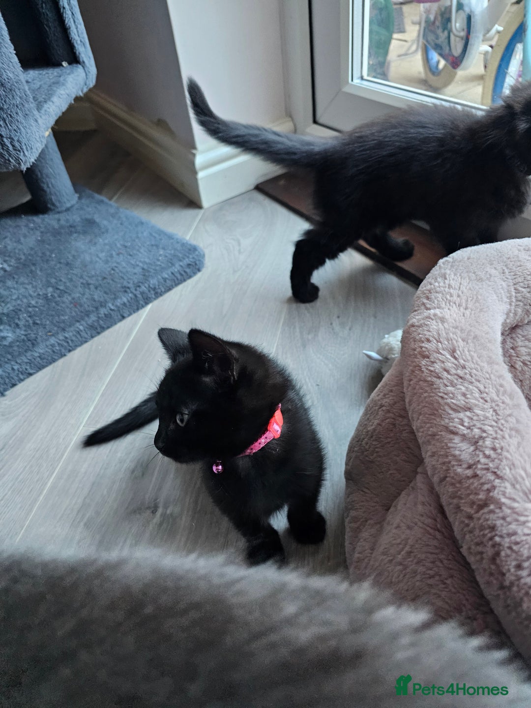 Ragdoll cats for sale: Ragdoll x Norwegian Forest Kittens - Advert 16