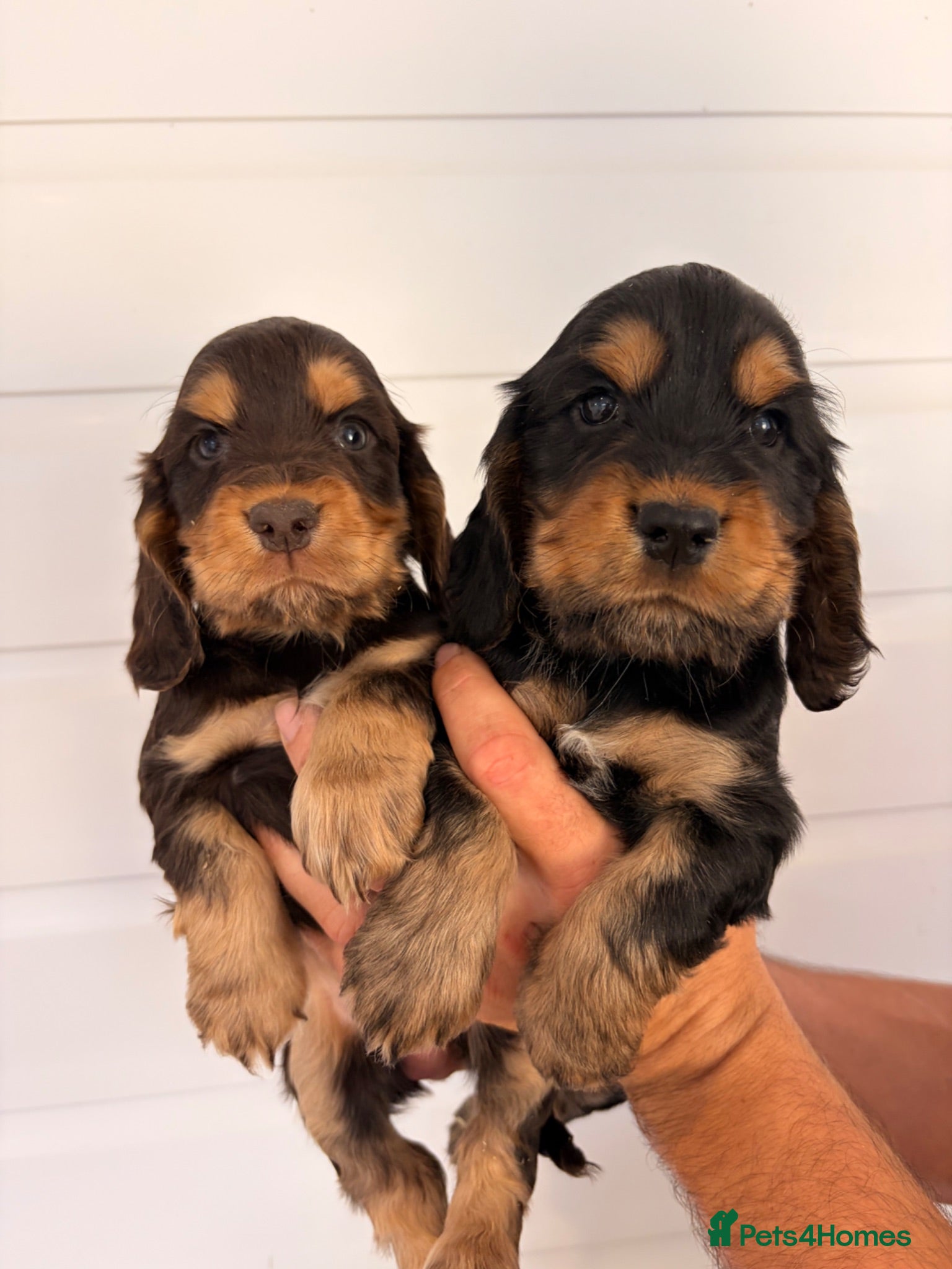 Cocker Spaniel dogs KC Reg cockers (Show type) - Advert 1