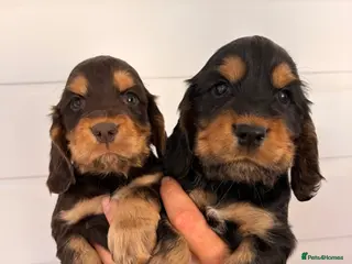 Cocker Spaniel dogs KC Reg cockers (Show type) - Advert 1