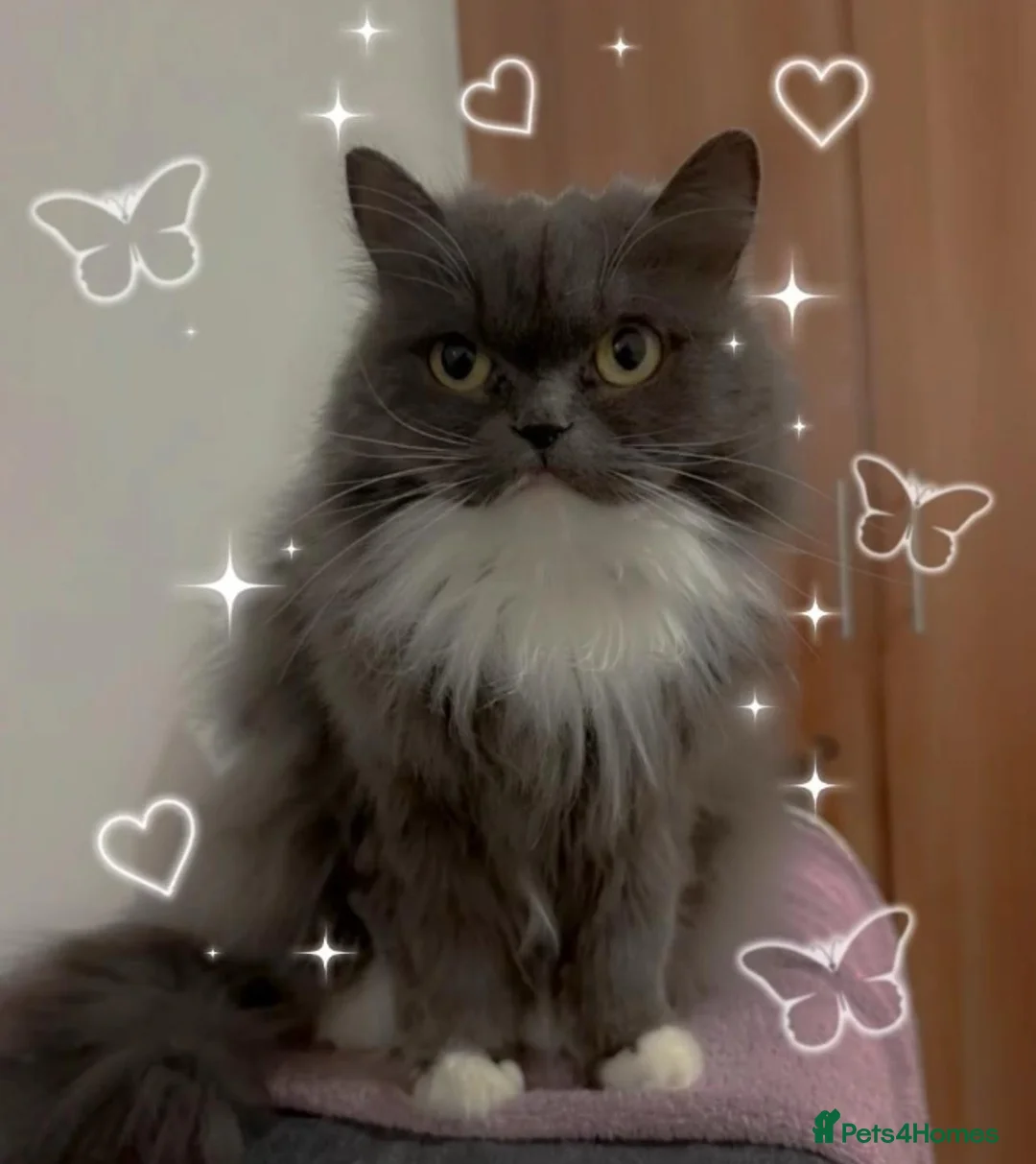 Mixed Breed cats for sale: Meet Minnie Mixed Breed Kitten - Advert 2