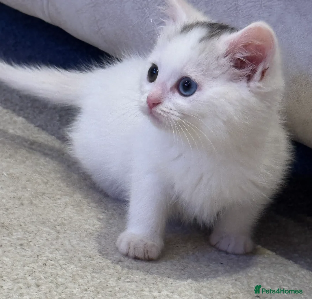 Mixed Breed cats for sale: Gorgeous blue and green eyed white kitten - Advert 5