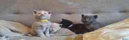 British Shorthair cats for sale: Beautiful BSH Cross Kittens  - Advert 5